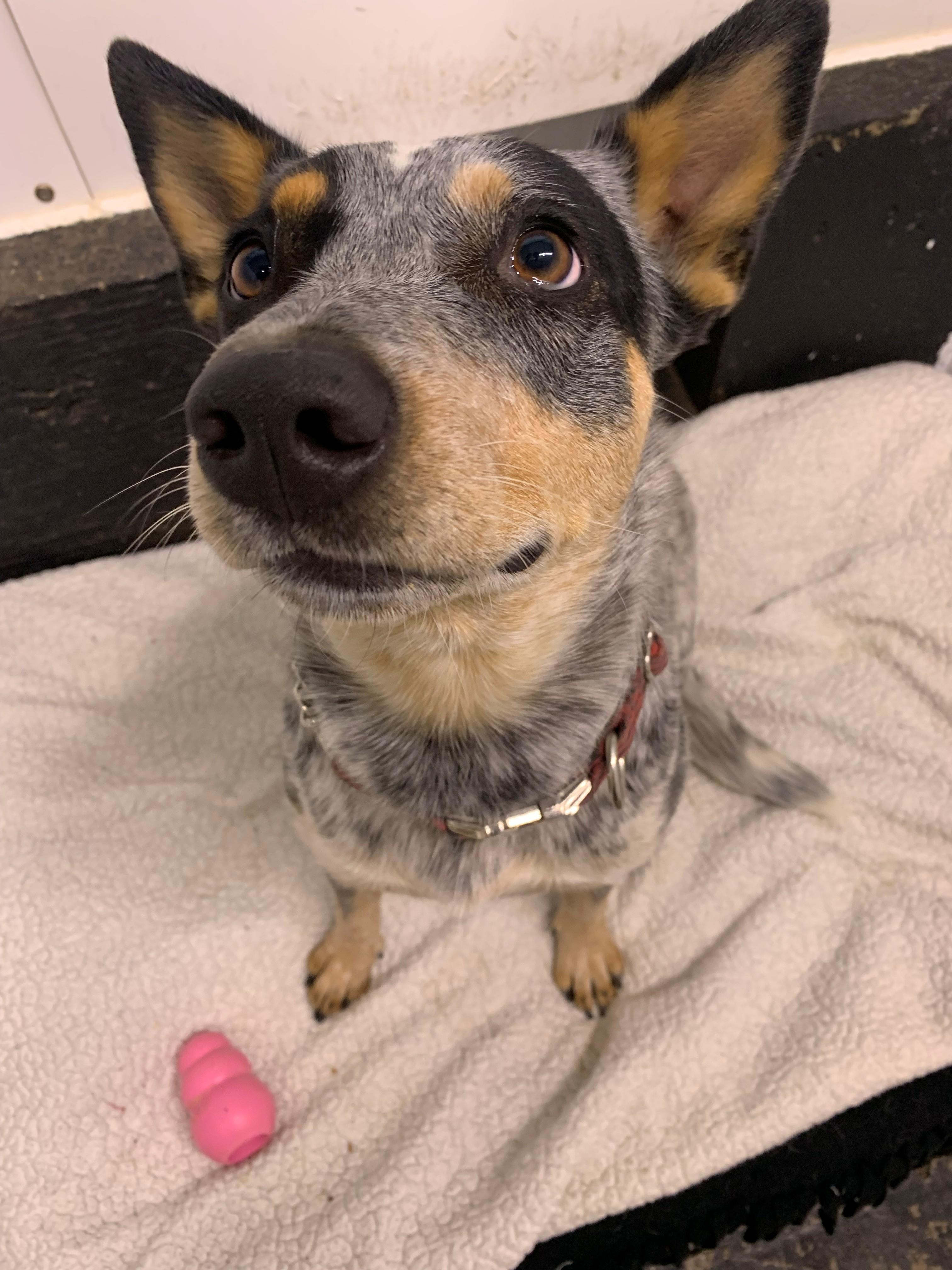 Venus, an adoptable Australian Cattle Dog / Blue Heeler in Brooks, AB, T1R 1B2 | Photo Image 3