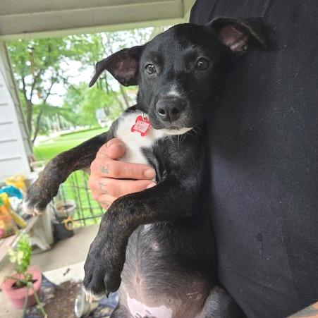 Lucky, Adoptable, Puppy Male Mixed Breed.