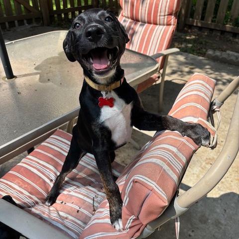 Enlarge Lucky, a Adoptable Mixed Breed in Kansas City, MO image 2/6