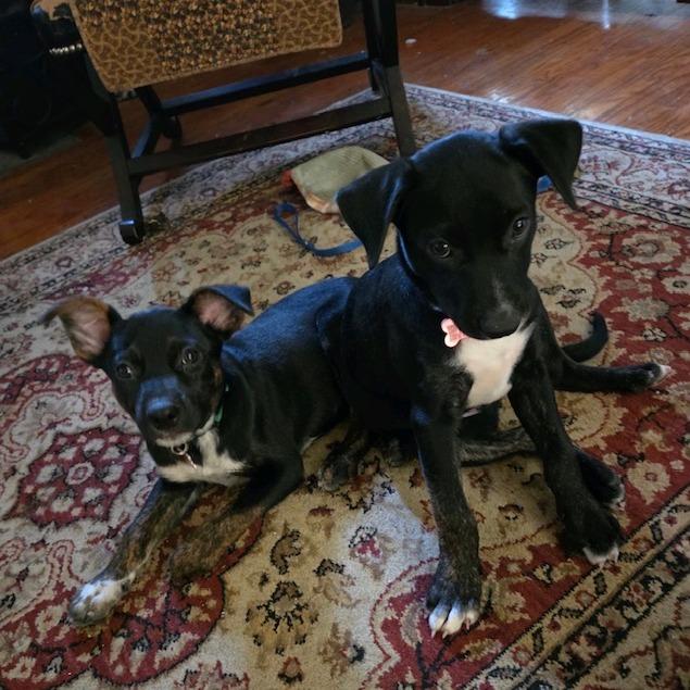 Enlarge Lucky, a Adoptable Mixed Breed in Kansas City, MO image 3/6