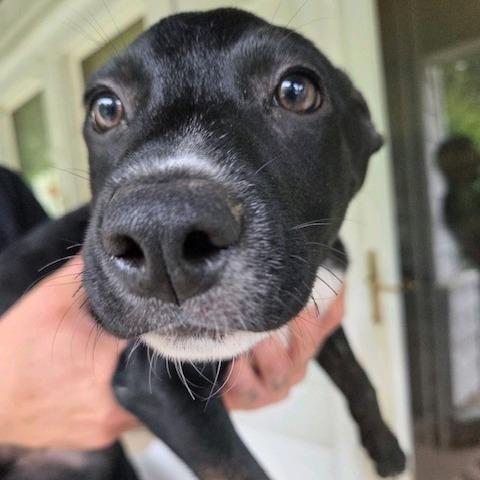 Enlarge Lucky, a Adoptable Mixed Breed in Kansas City, MO image 4/6