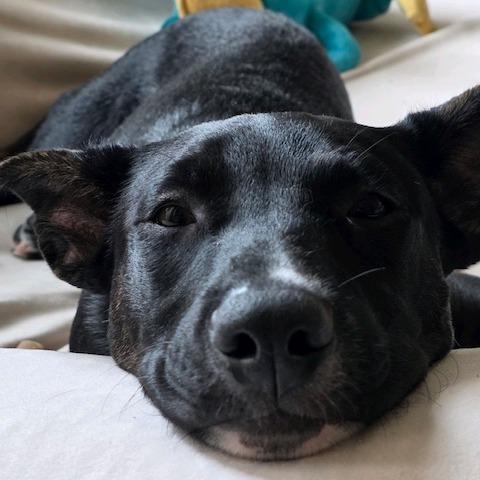 Enlarge Lucky, a Adoptable Mixed Breed in Kansas City, MO image 5/6