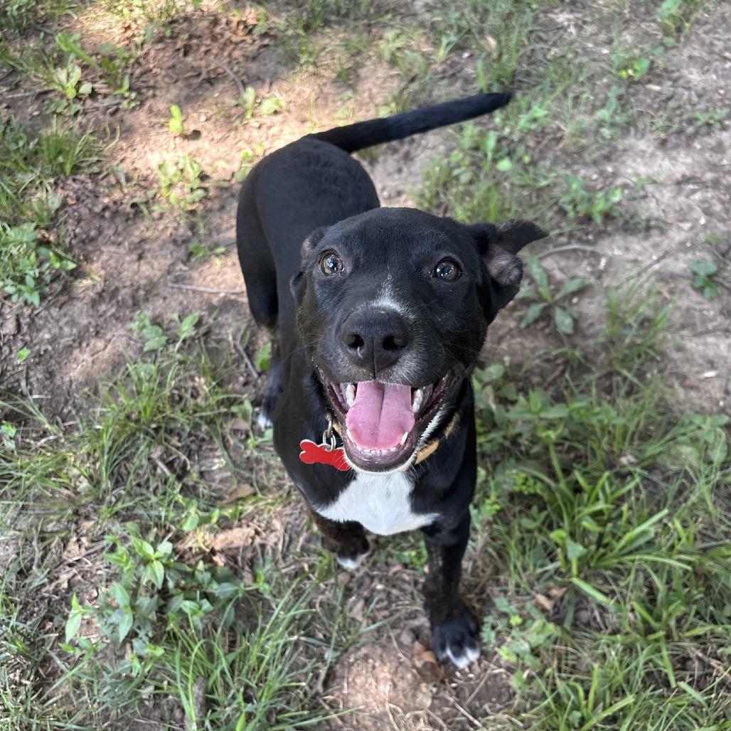 Enlarge Lucky, a Adoptable Mixed Breed in Kansas City, MO image 6/6