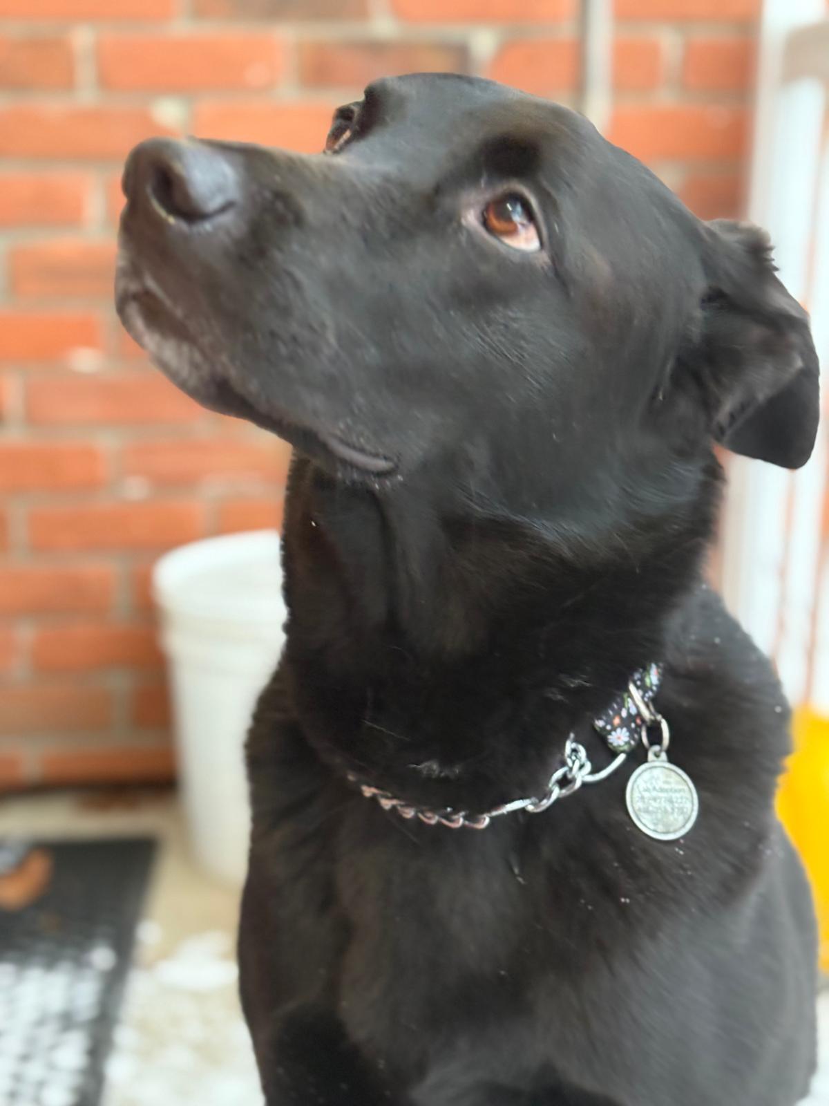 Enlarge Lady, an adopted mixed breed in Oakville, ON image 2/6