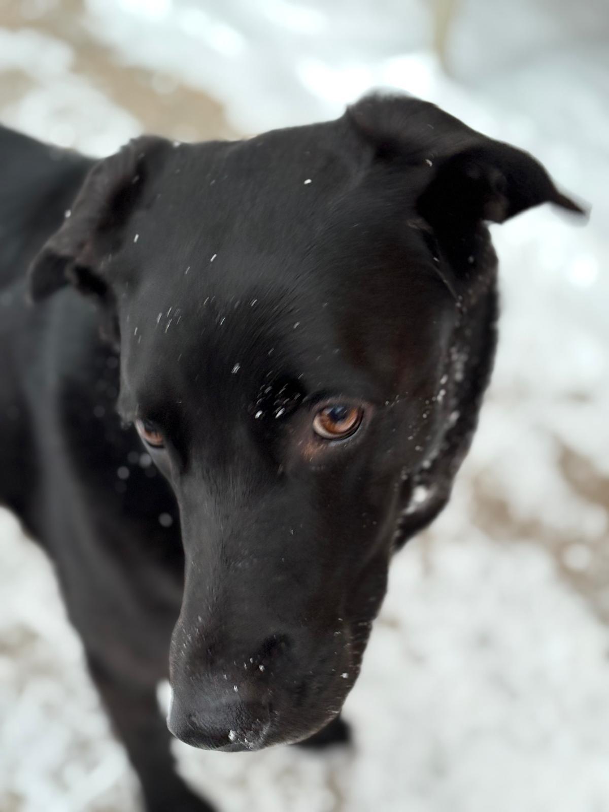 Enlarge Lady, an adopted mixed breed in Oakville, ON image 4/6