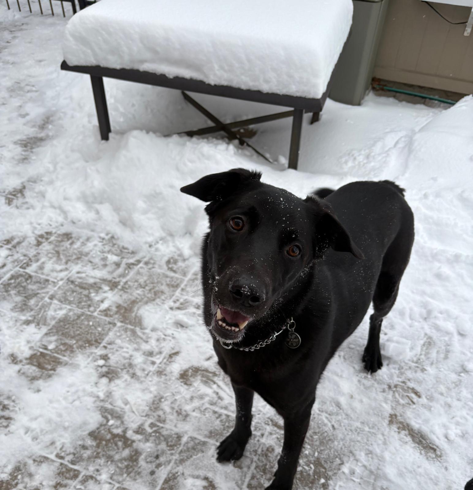 Enlarge Lady, an adopted mixed breed in Oakville, ON image 3/6
