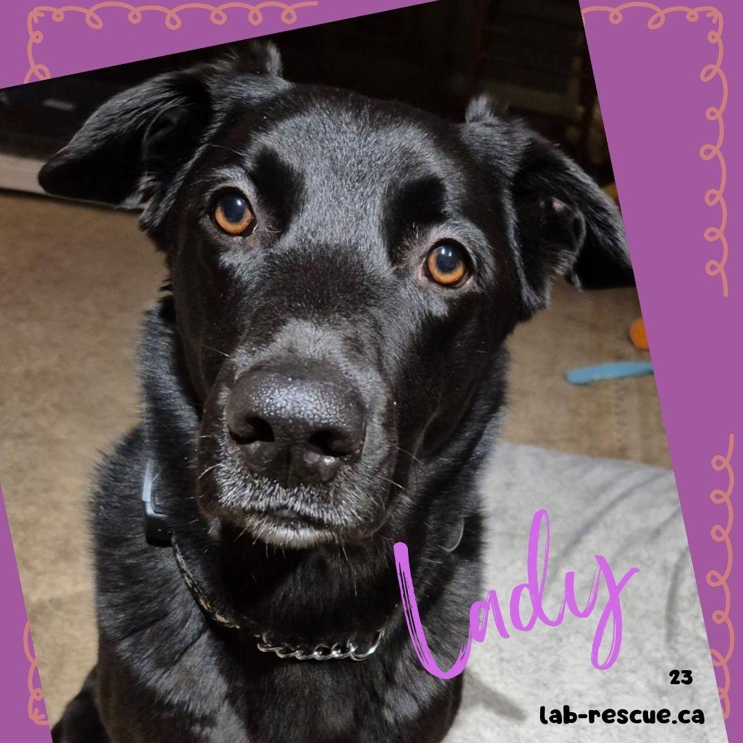 Enlarge Lady, an adopted mixed breed in Oakville, ON image 1/6