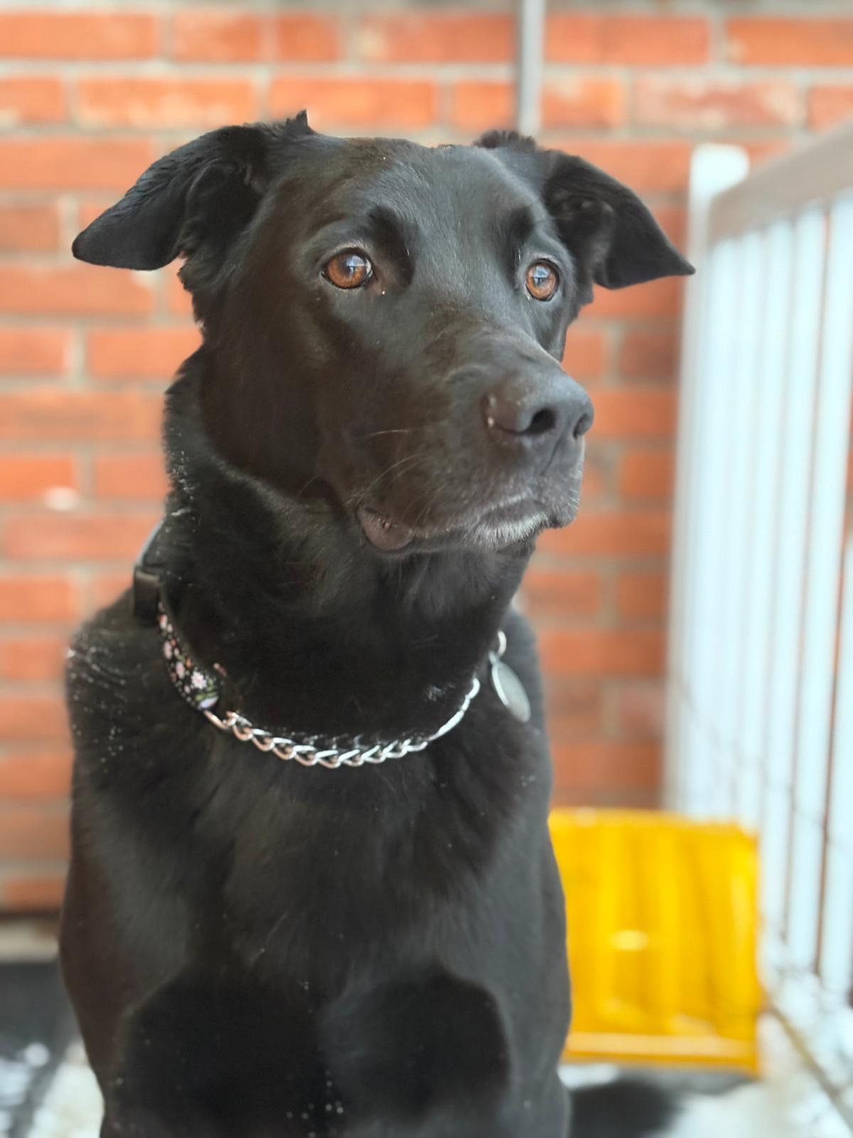Enlarge Lady, an adopted mixed breed in Oakville, ON image 5/6