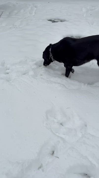 Enlarge Lady, an adopted mixed breed in Oakville, ON video 6/6