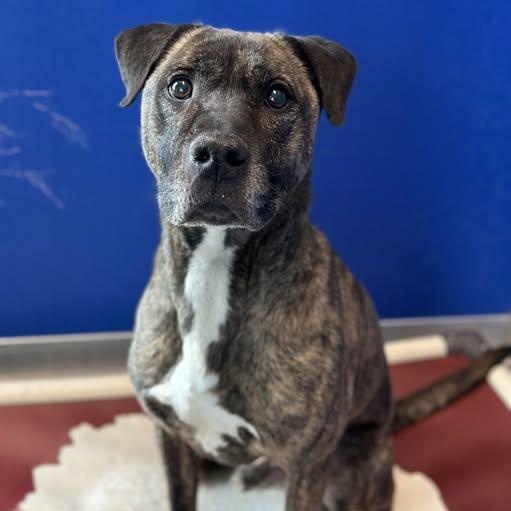 26-00141 HEMI, ADOPTABLE, Adult Male Pit Bull Terrier.