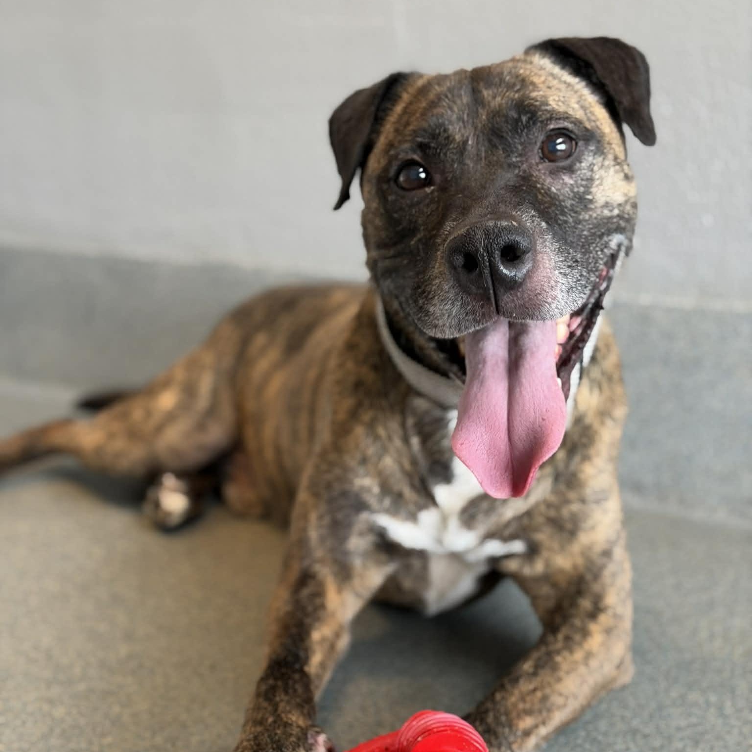 Enlarge 26-00141 HEMI, a ADOPTABLE Pit Bull Terrier in Fredericksburg, VA image 1/3