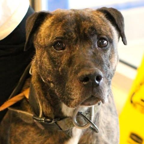 Enlarge 26-00141 HEMI, a ADOPTABLE Pit Bull Terrier in Fredericksburg, VA image 2/2