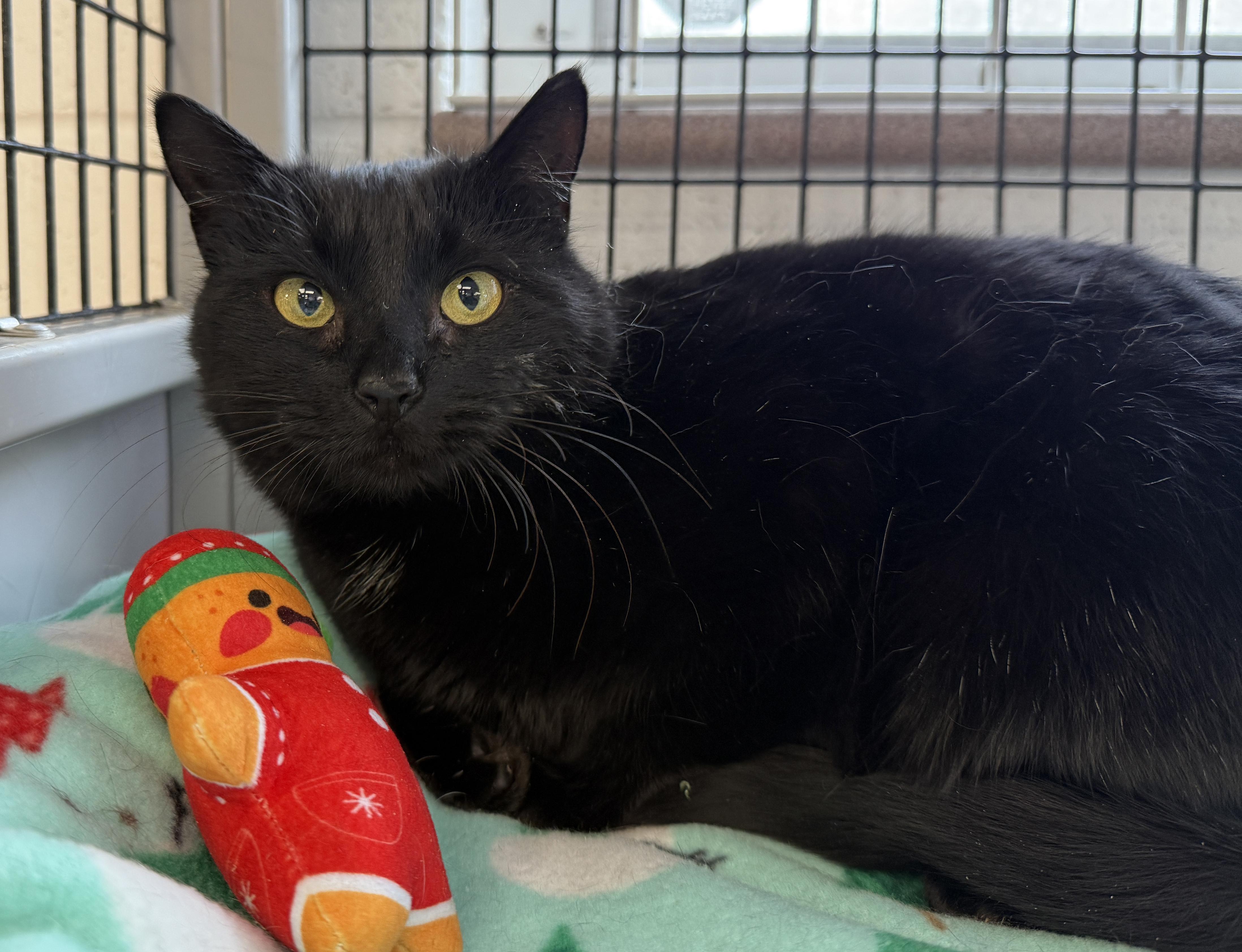 Enlarge LOCAL CAT! Figgy Pudding, a ADOPTABLE mixed breed in Clayville, RI image 3/6