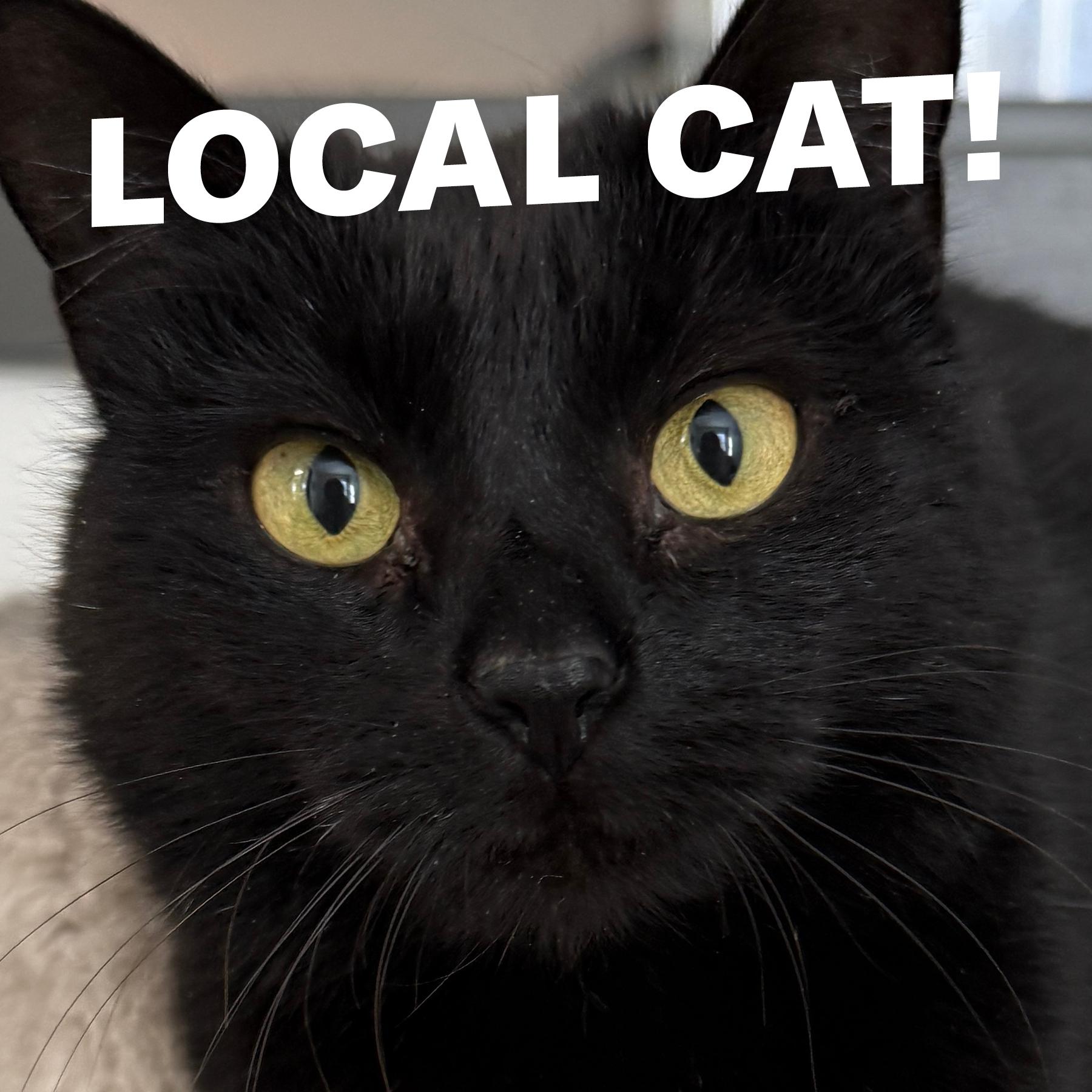 Enlarge LOCAL CAT! Figgy Pudding, a ADOPTABLE mixed breed in Clayville, RI image 2/6