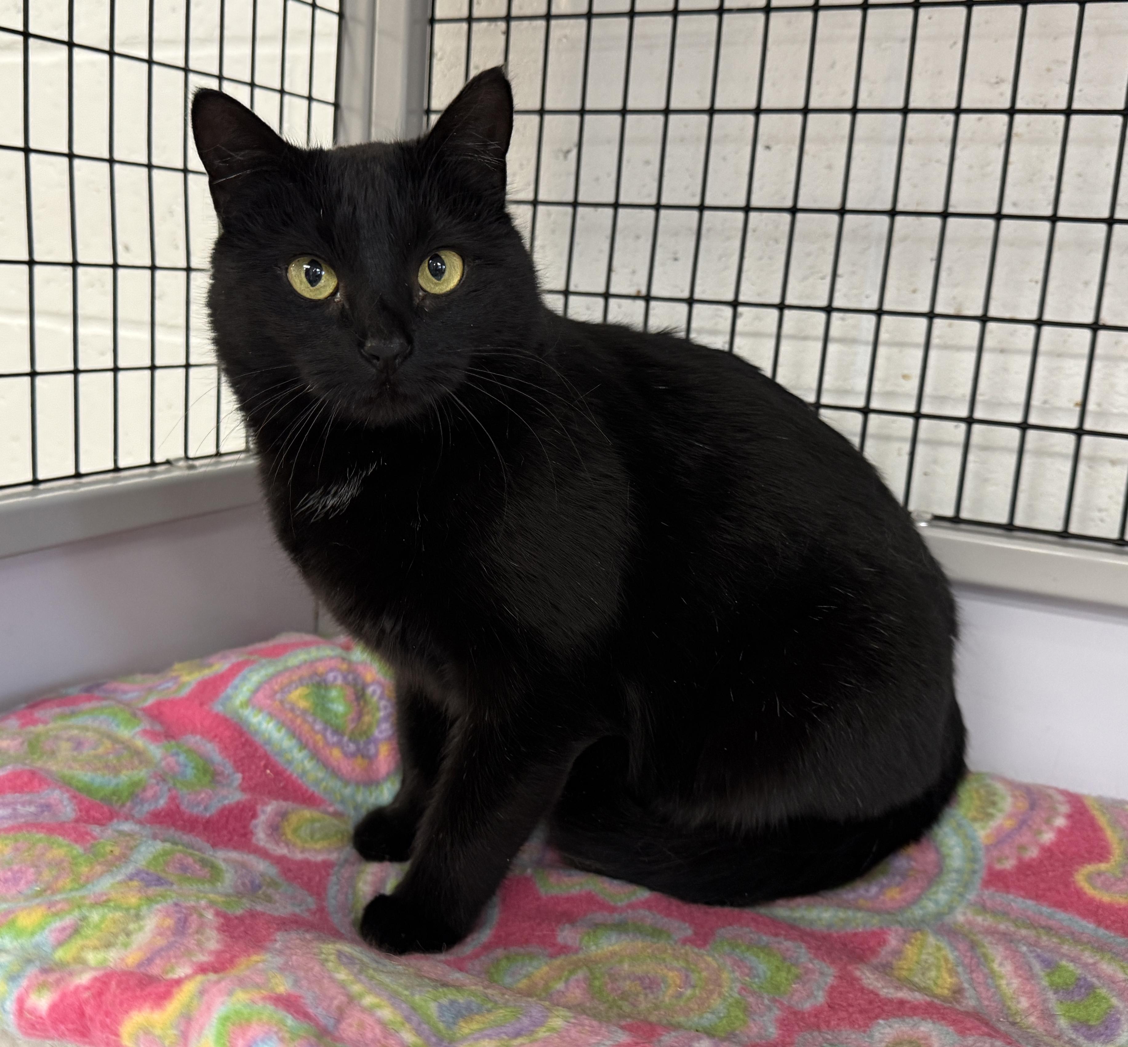 Enlarge LOCAL CAT! Figgy Pudding, a ADOPTABLE mixed breed in Clayville, RI image 5/6