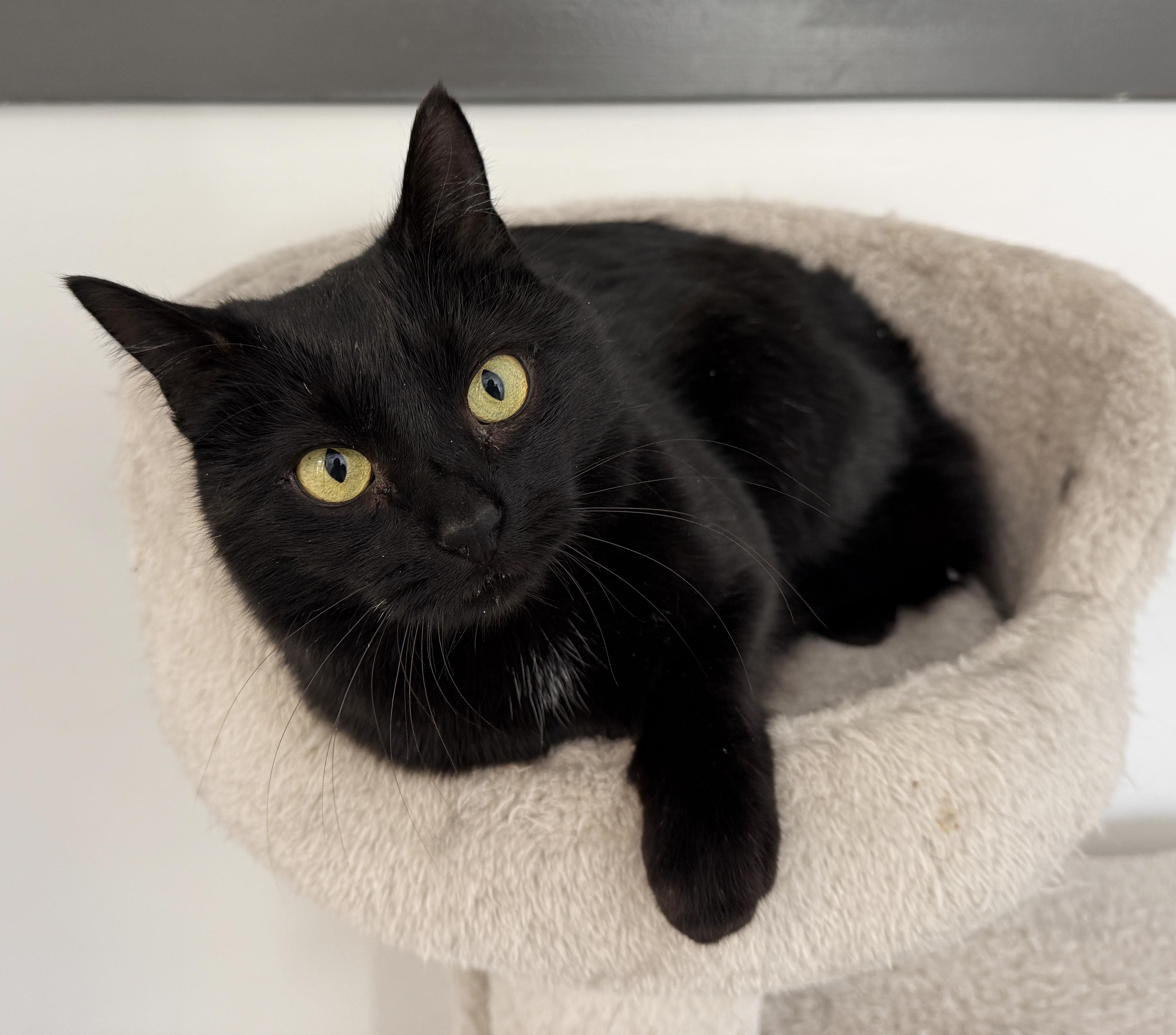Enlarge LOCAL CAT! Figgy Pudding, a ADOPTABLE mixed breed in Clayville, RI image 4/6