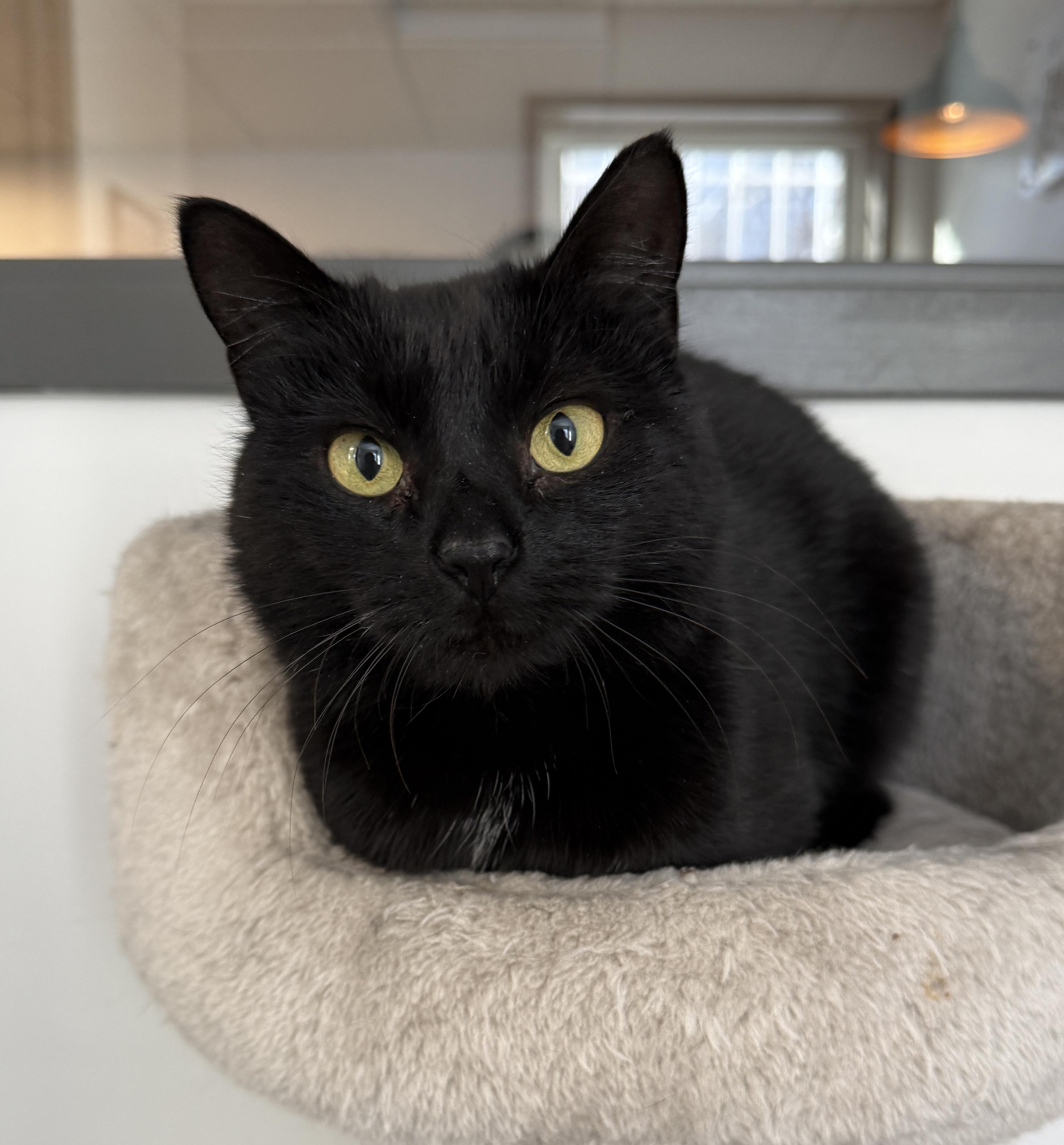 Enlarge LOCAL CAT! Figgy Pudding, a ADOPTABLE mixed breed in Clayville, RI image 6/6