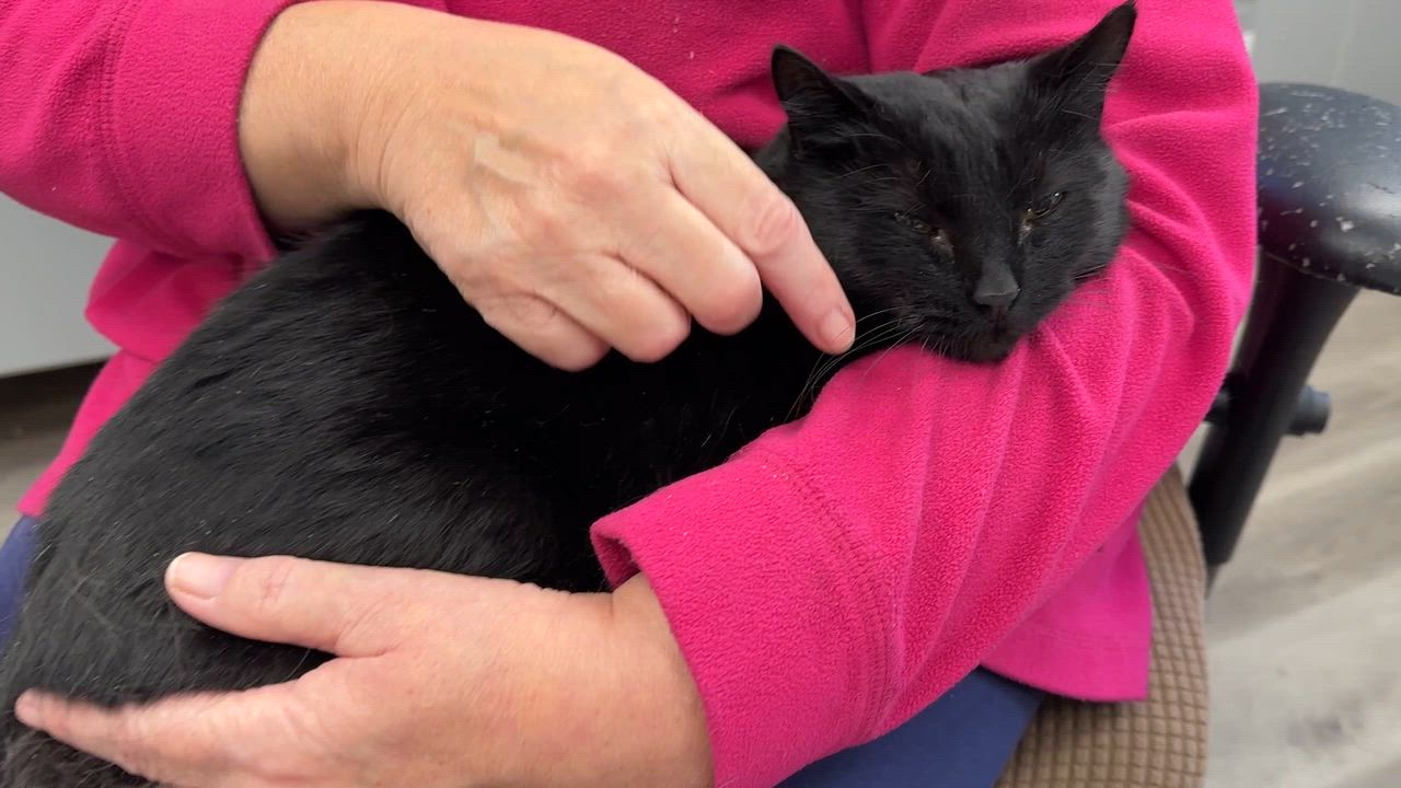 Enlarge LOCAL CAT! Figgy Pudding, a ADOPTABLE mixed breed in Clayville, RI video 1/6