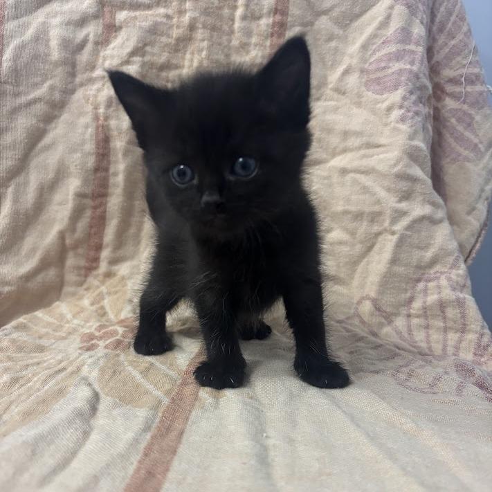 Phantom, Adoptable, Kitten Male Domestic Short Hair.