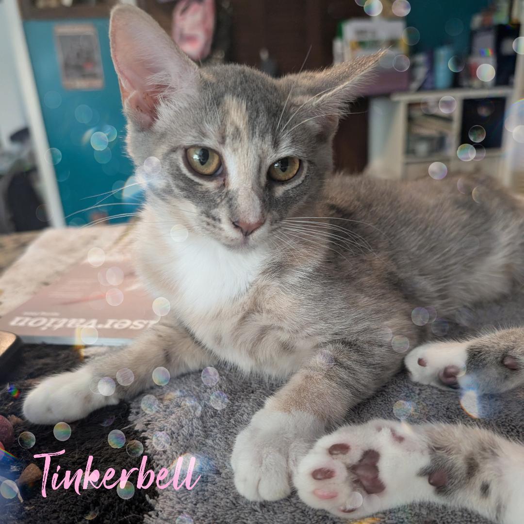 Tinkerbell, Adoptable, Kitten Female Domestic Medium Hair.