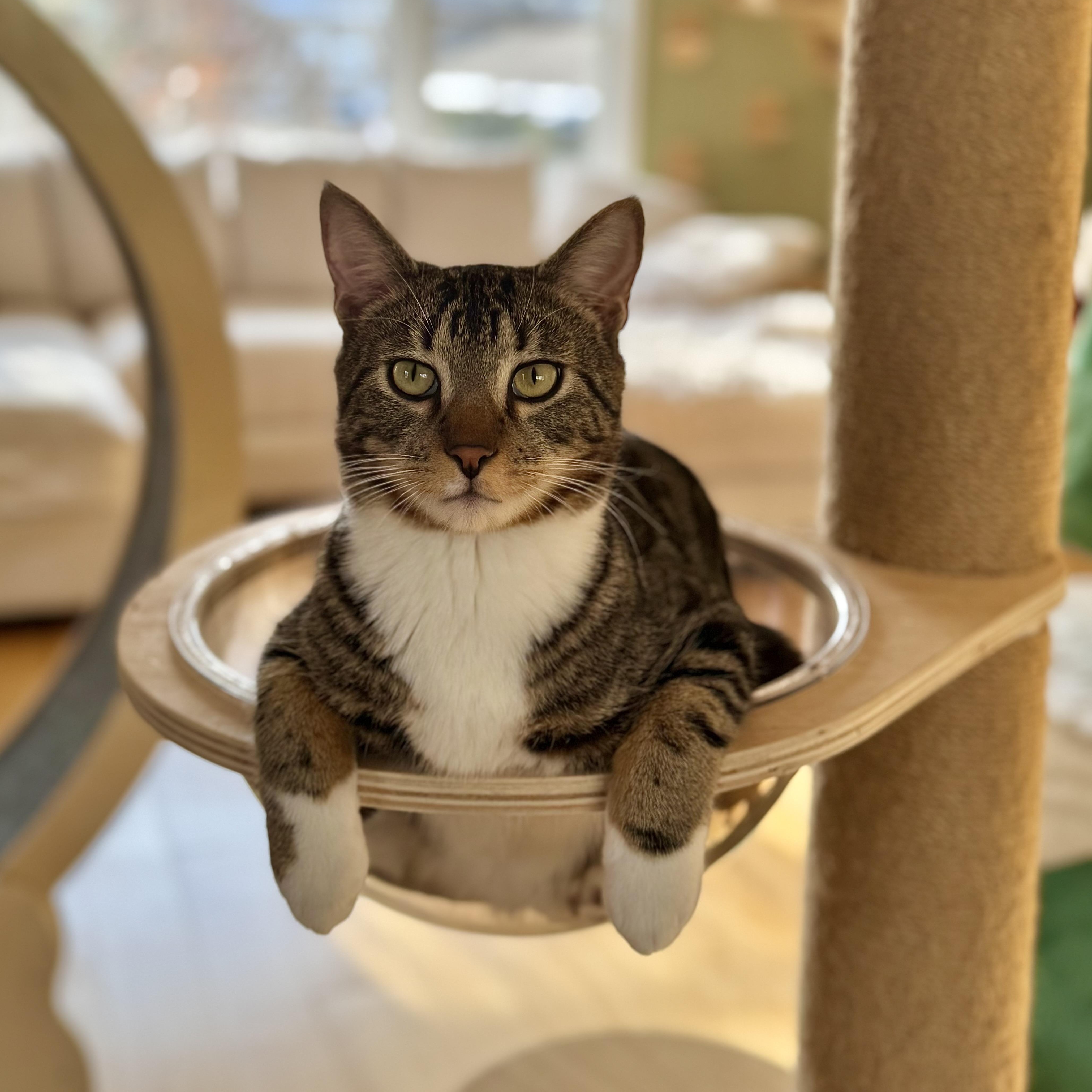 Enlarge Pesto, a Adoptable Domestic Short Hair in Ramsey, NJ image 4/5