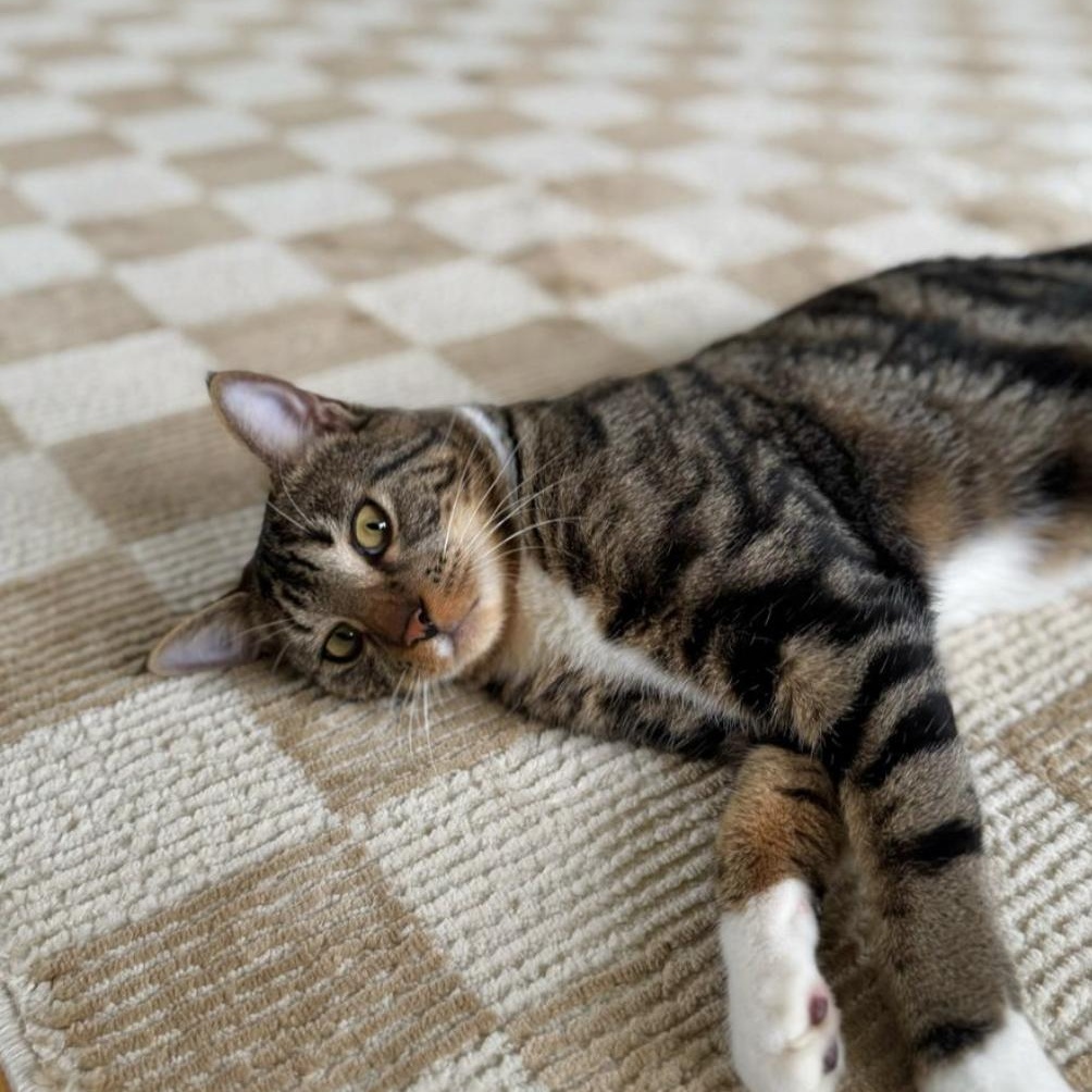 Enlarge Pesto, a Adoptable Domestic Short Hair in Ramsey, NJ image 5/5