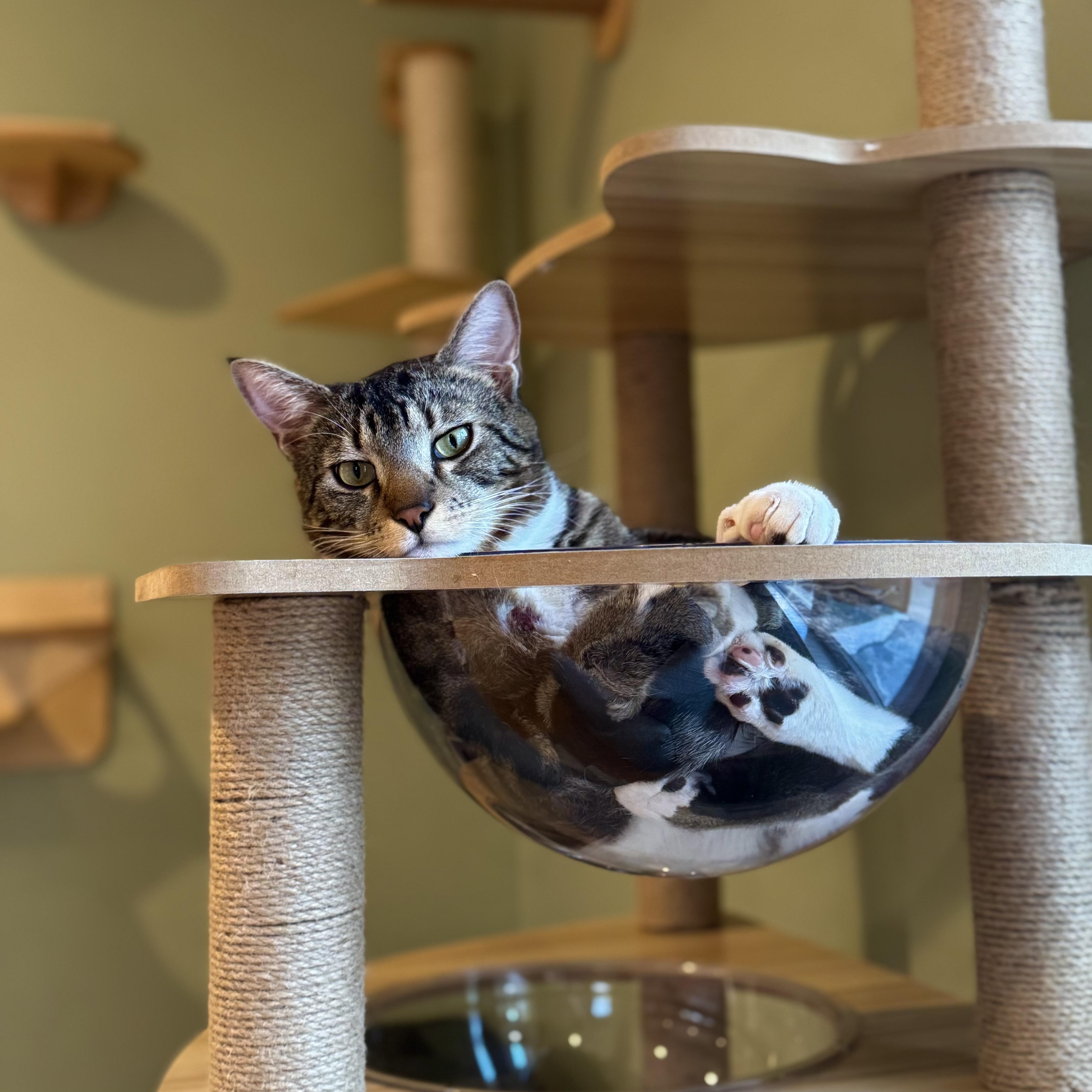 Enlarge Pesto, a Adoptable Domestic Short Hair in Ramsey, NJ image 1/5