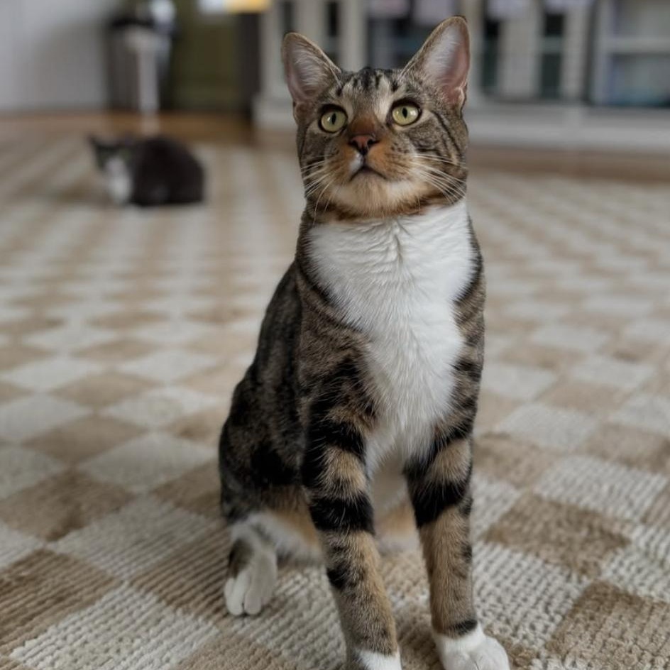 Enlarge Pesto, a Adoptable Domestic Short Hair in Ramsey, NJ image 2/5