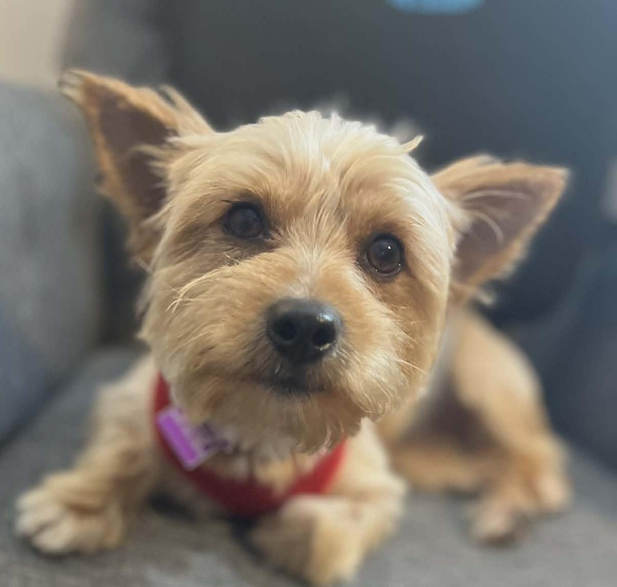 Enlarge Max, an adopted mixed breed in Ellicott City, MD image 3/4