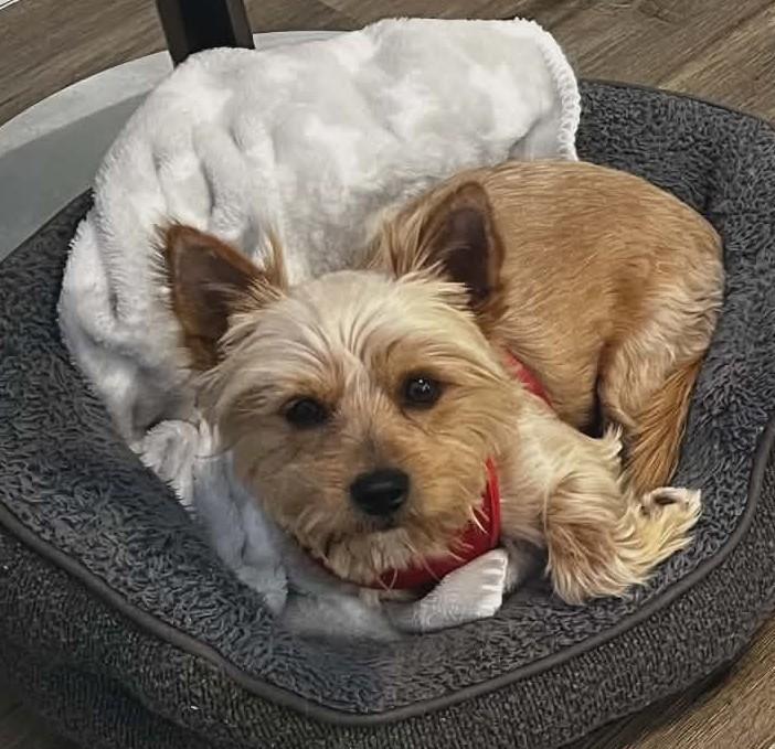 Enlarge Max, an adopted mixed breed in Ellicott City, MD image 4/4