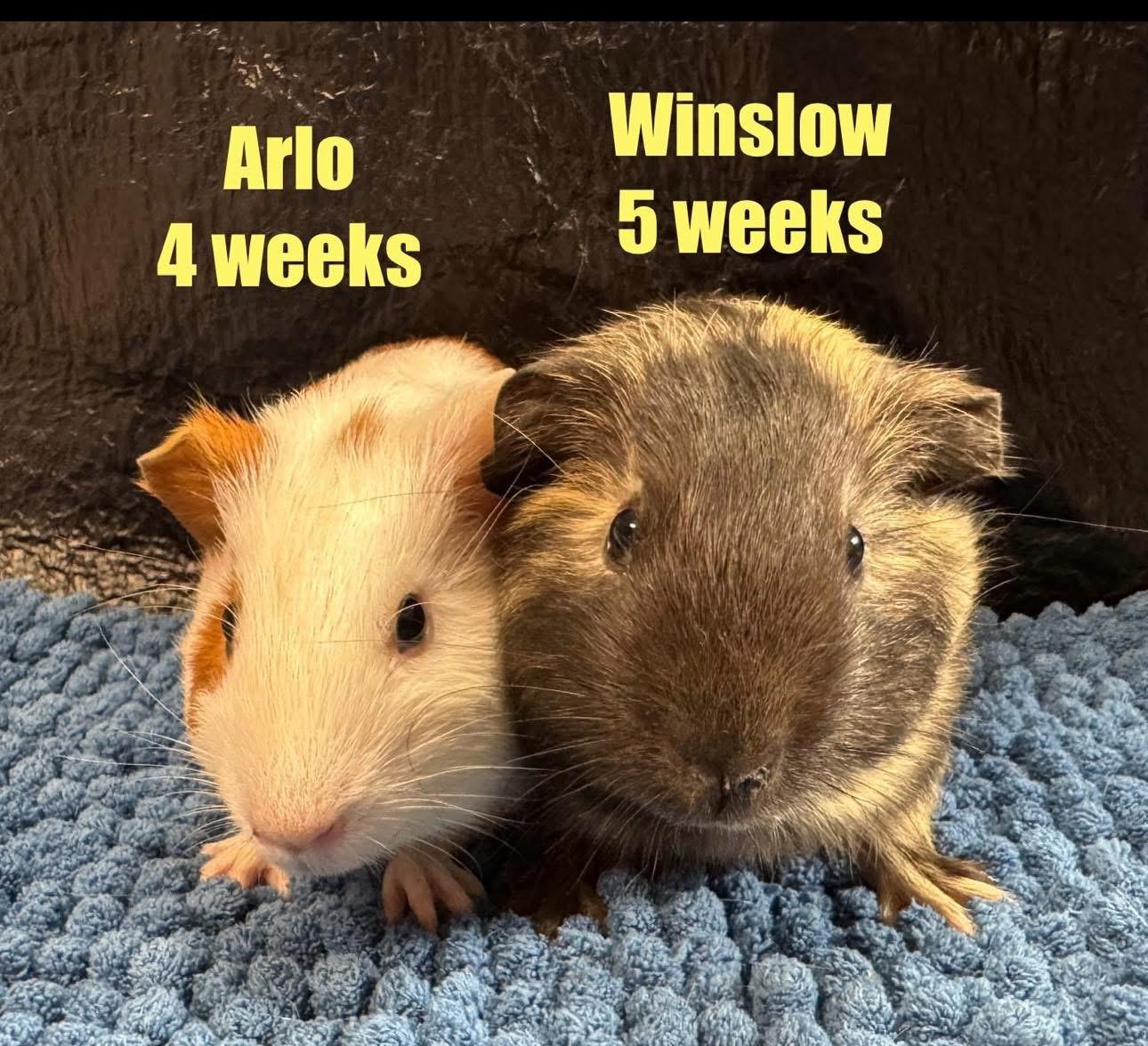 Enlarge Arlo & Winslow, an adopted Guinea Pig in Red Oak, IA image 1/1