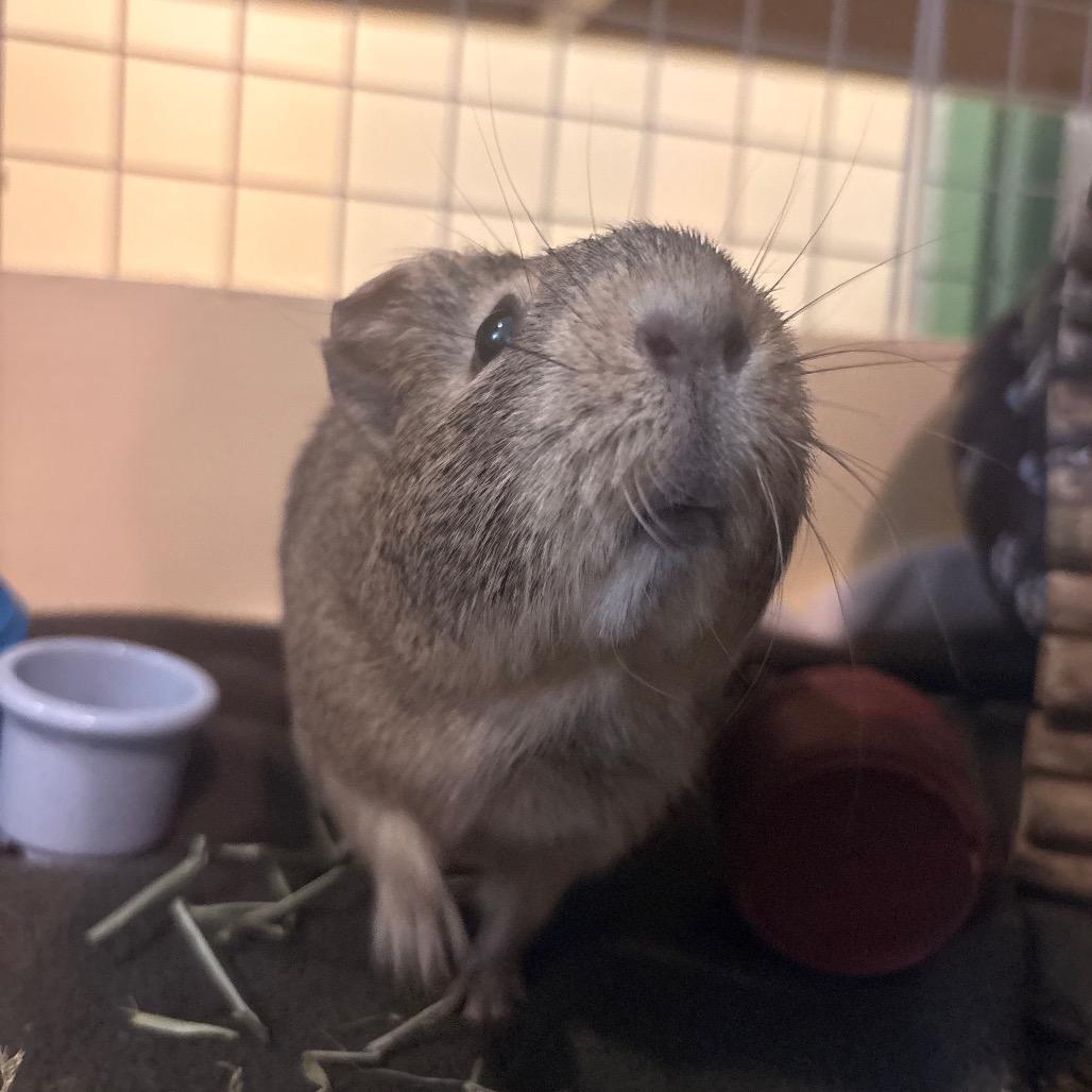 Enlarge Proper, a Adoptable Guinea Pig in South Burlington, VT image 2/6