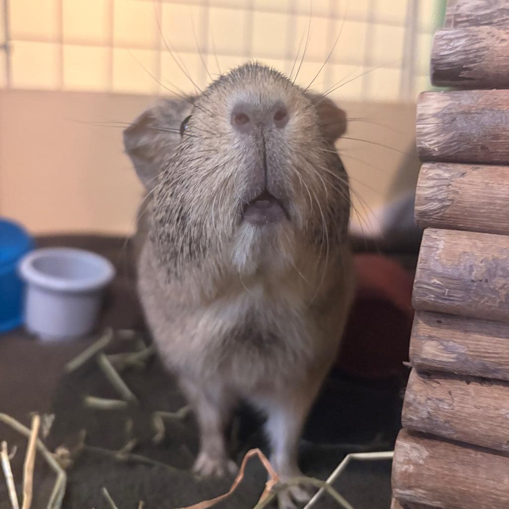 Enlarge Proper, a Adoptable Guinea Pig in South Burlington, VT image 4/6