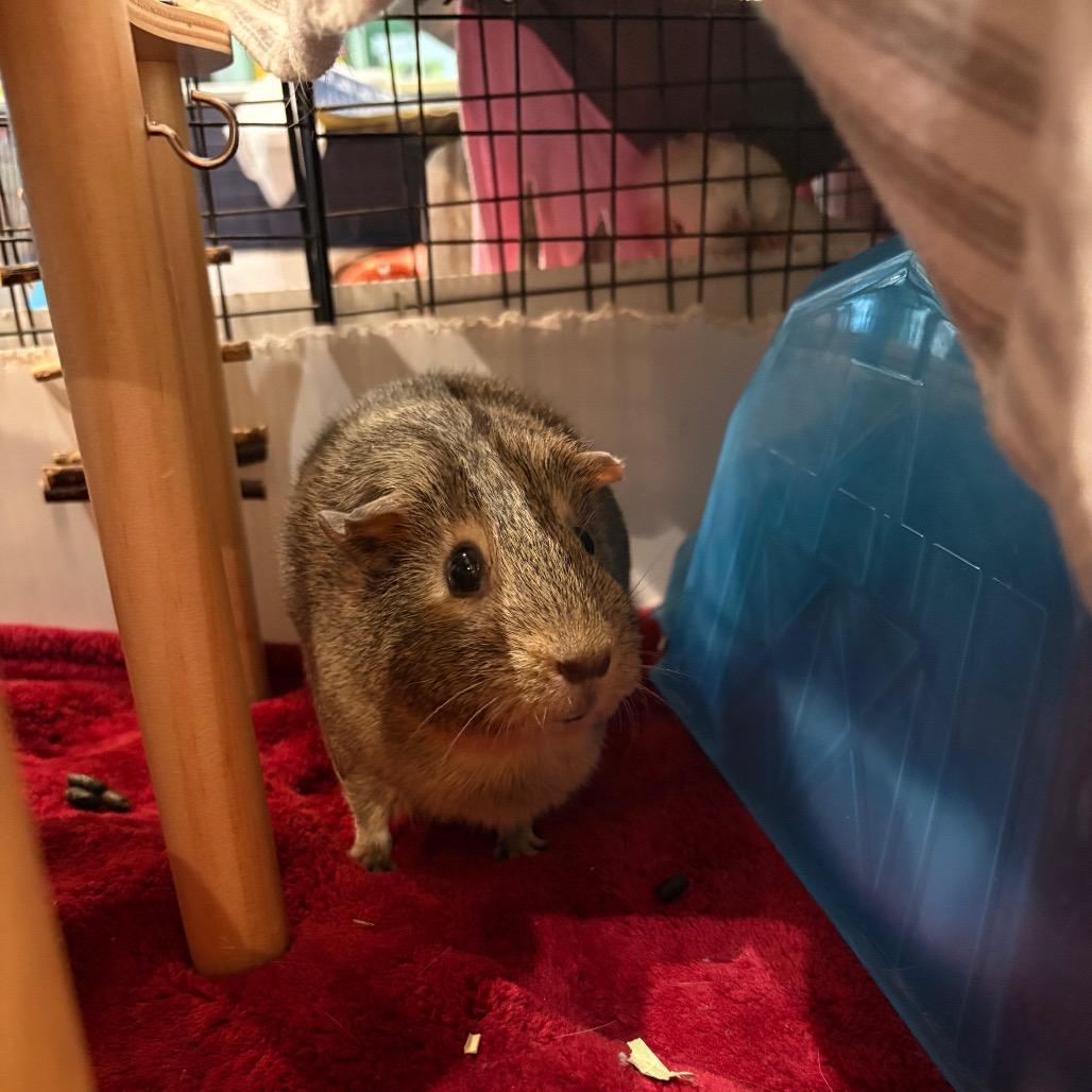 Enlarge Proper, a Adoptable Guinea Pig in South Burlington, VT image 5/6