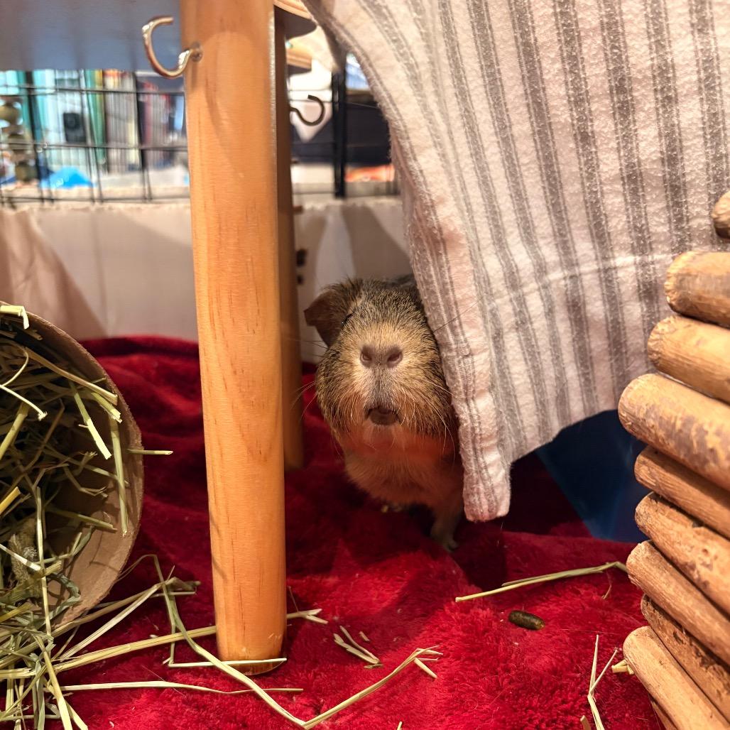 Enlarge Proper, a Adoptable Guinea Pig in South Burlington, VT image 6/6