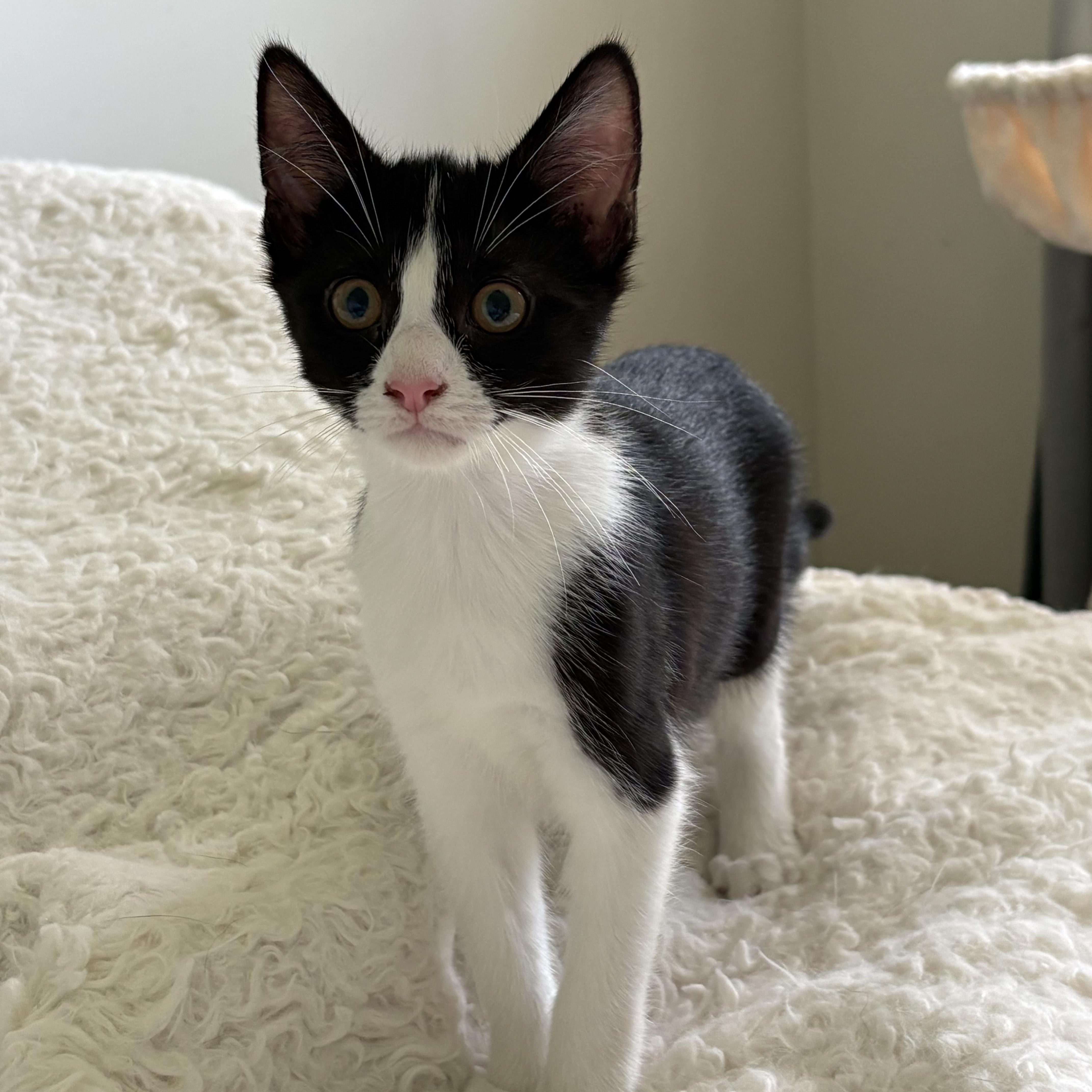 Enlarge Channel, a ADOPTABLE Tuxedo in Avondale, PA image 2/4