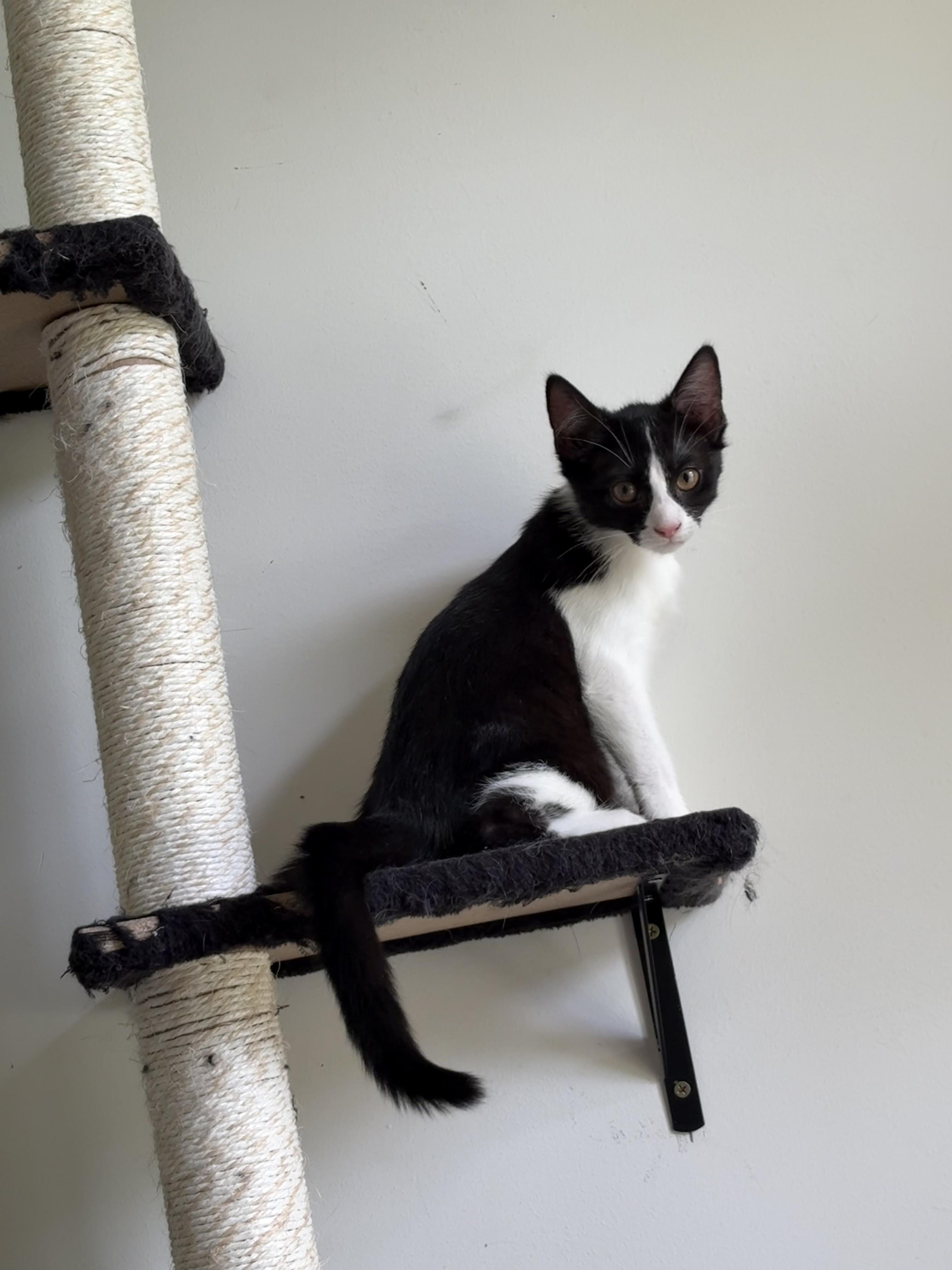 Enlarge Channel, a ADOPTABLE Tuxedo in Avondale, PA image 3/4