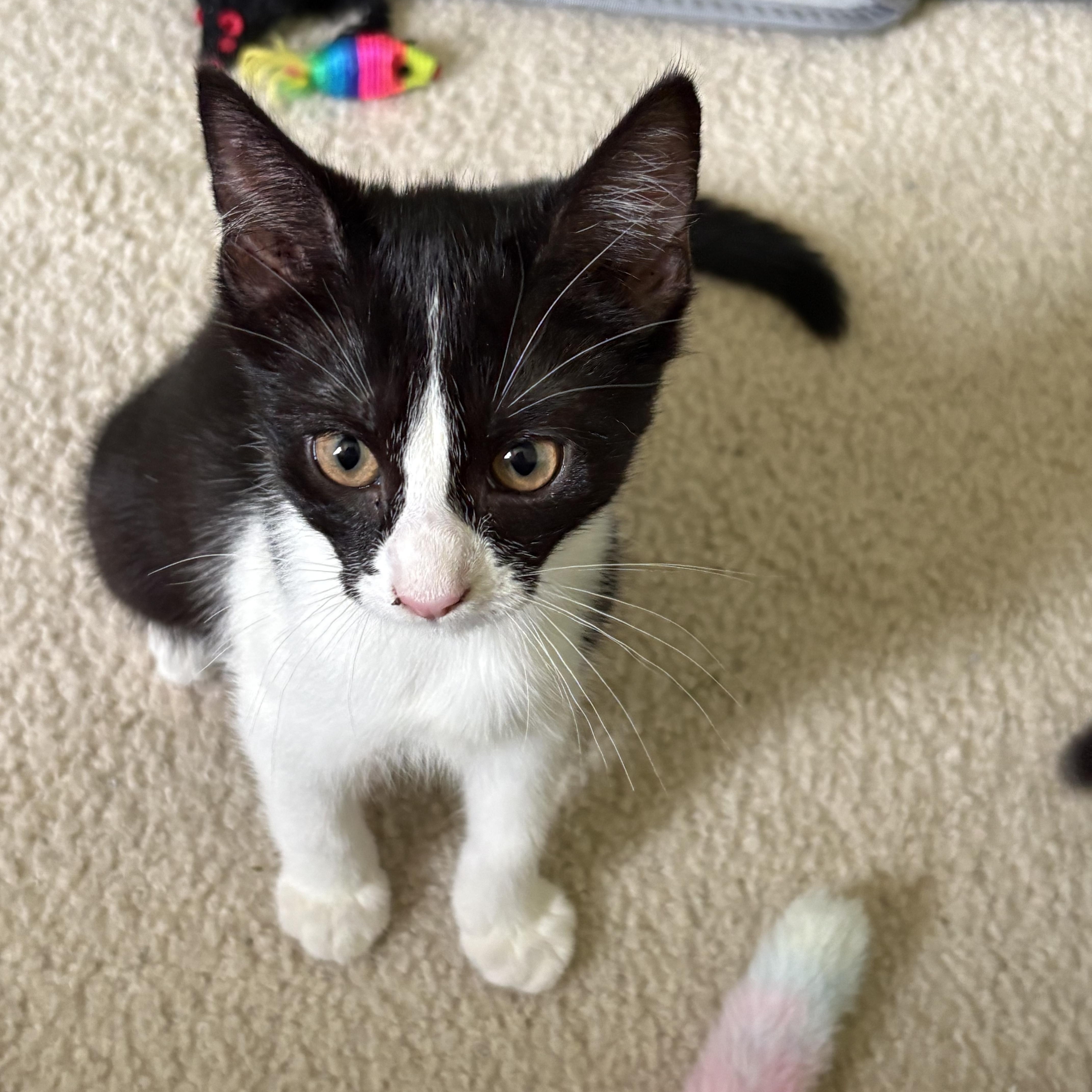 Enlarge Channel, a ADOPTABLE Tuxedo in Avondale, PA image 1/4