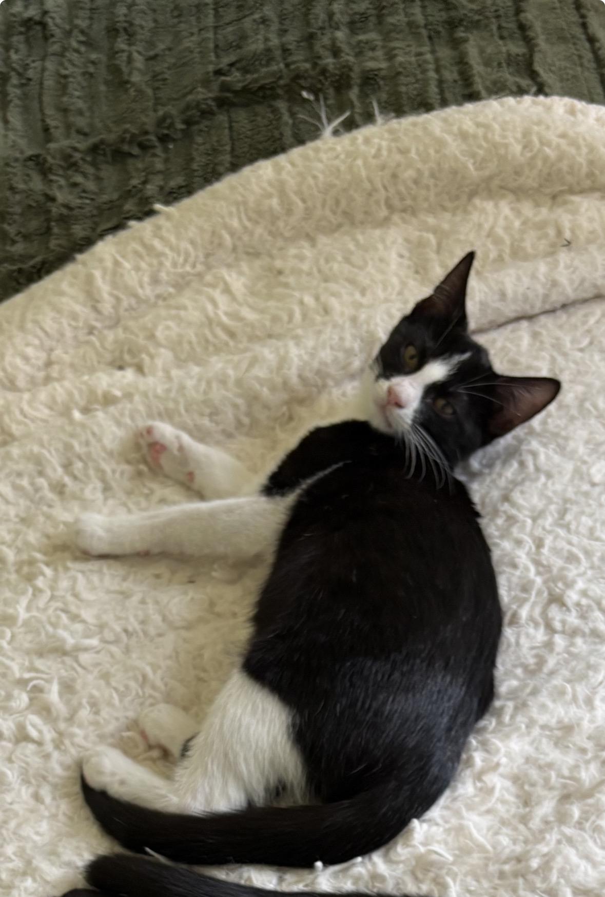 Enlarge Channel, a ADOPTABLE Tuxedo in Avondale, PA image 4/4