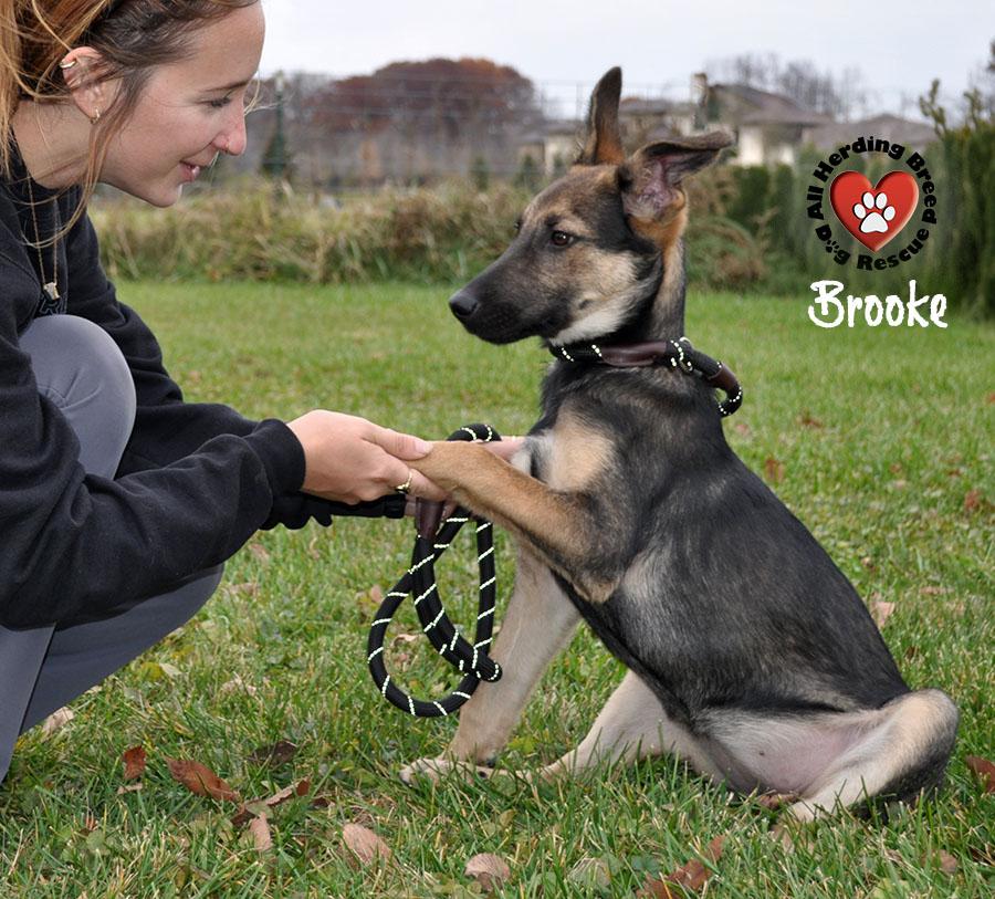 Brooke, Adoptable, Young Female German Shepherd Dog.