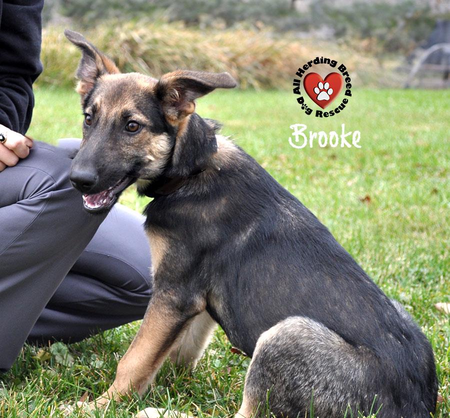Brooke, a Adoptable German Shepherd Dog in Joliet, IL image 2/4