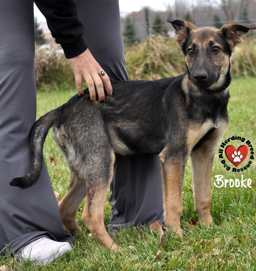 Brooke, a Adoptable German Shepherd Dog in Joliet, IL image 3/4