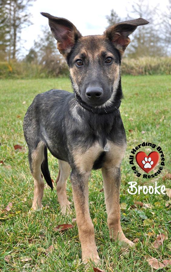 Brooke, a Adoptable German Shepherd Dog in Joliet, IL image 4/4