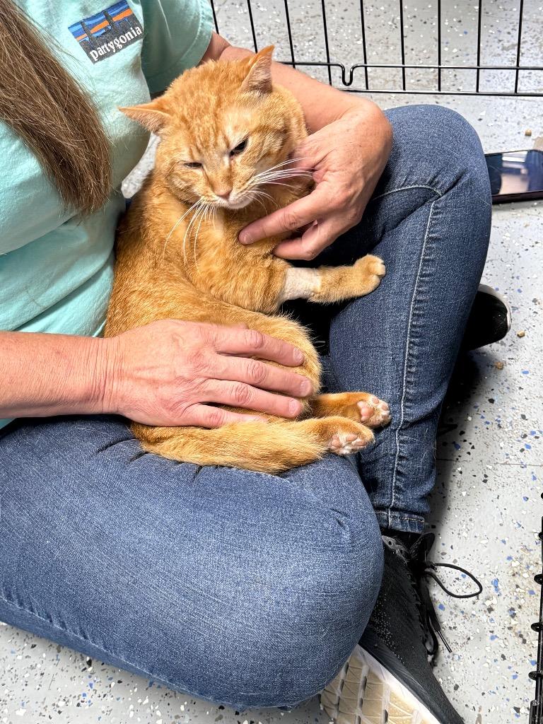 Garfield, Adoptable, Adult Male Domestic Short Hair.