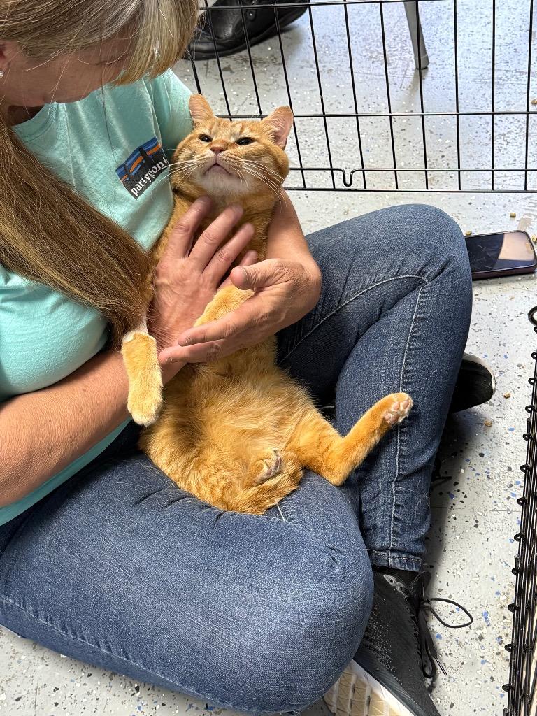 Enlarge Garfield, a Adoptable mixed breed in Ellijay, GA image 2/6