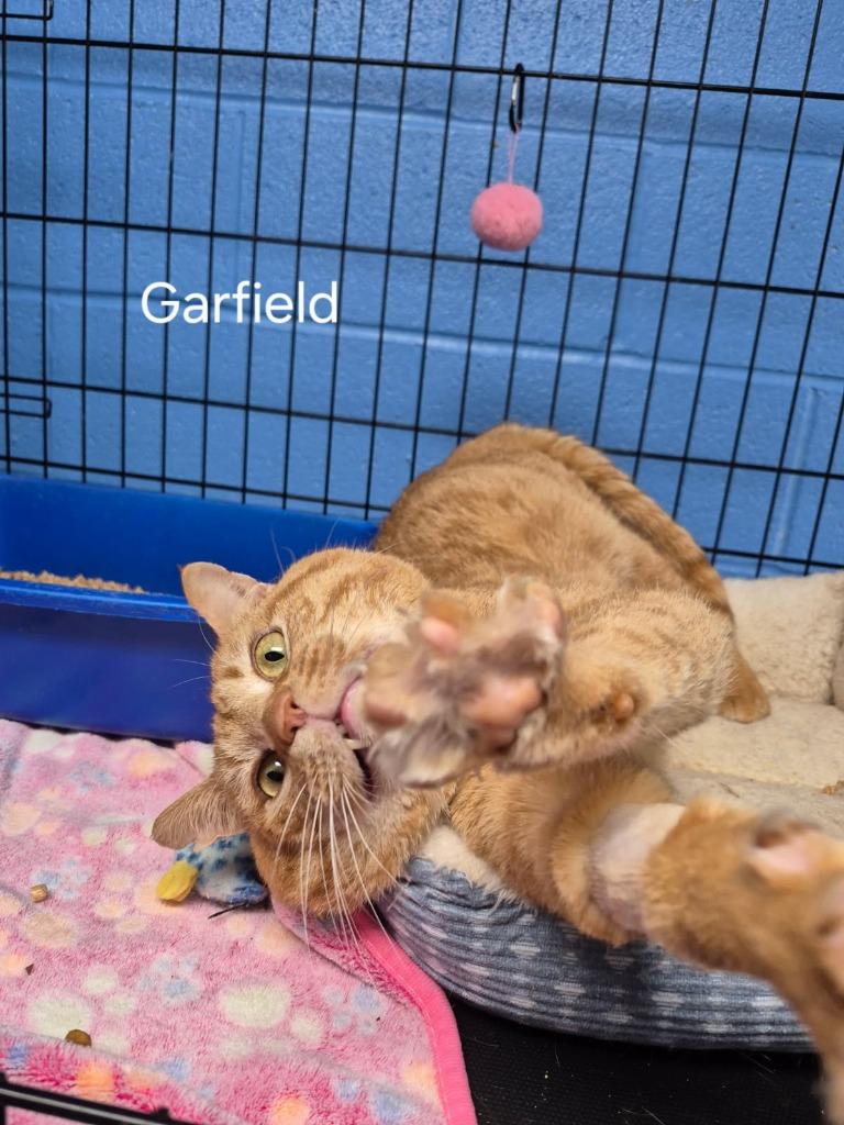 Enlarge Garfield, a Adoptable mixed breed in Ellijay, GA image 3/6