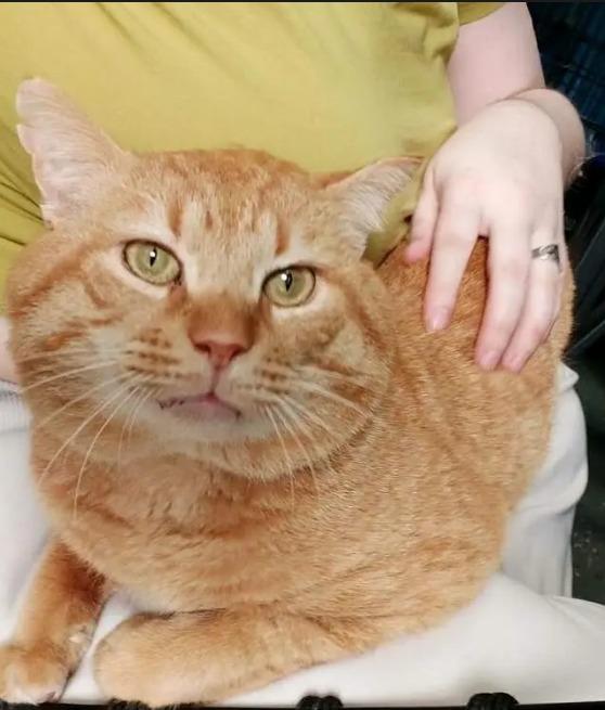 Enlarge Garfield, a Adoptable mixed breed in Ellijay, GA image 5/6