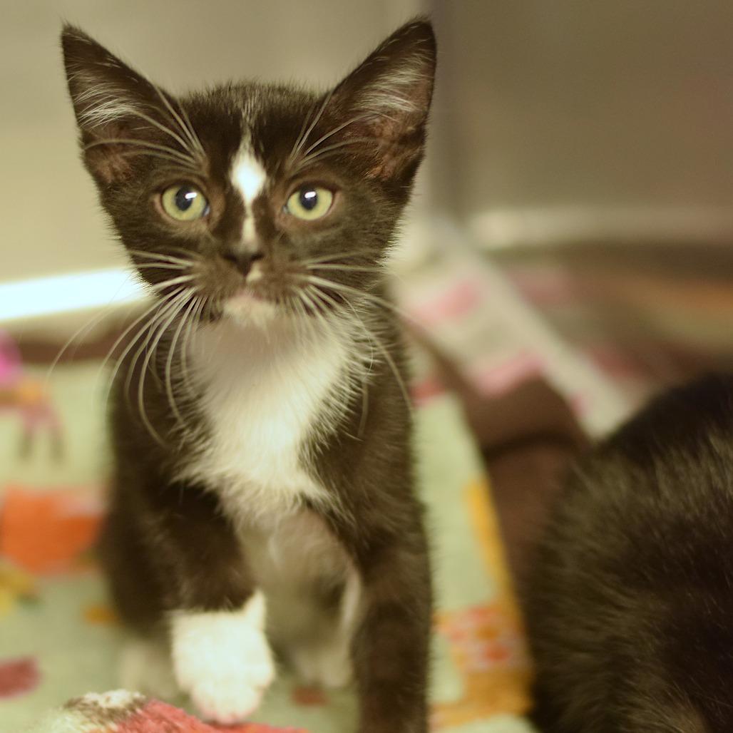 Enlarge Brock, a Adoptable Domestic Short Hair in Belleville, IL image 1/1