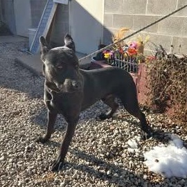 Enlarge Johnny Shepp, a ADOPTABLE mixed breed in Jackson, OH image 1/1