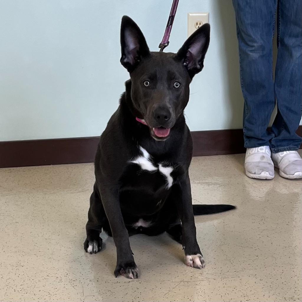 Navy, a ADOPTABLE mixed breed in Amery, WI image 2/3